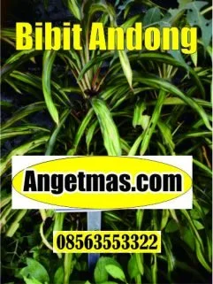 manfaat tanaman andong