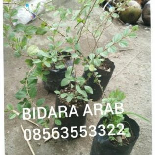 daun bidara arab