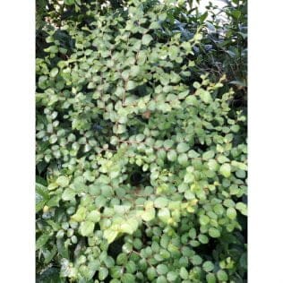 Read more about the article 100 manfaat dan khasiat daun Bidara arab