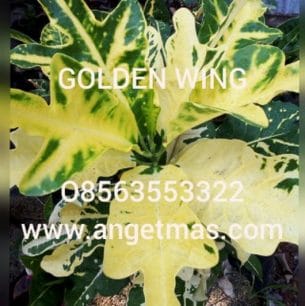 Read more about the article Tanaman Hias puring Golden Wing / bibit puring golden wing