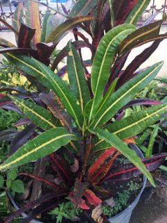 jual bunga puring lancor