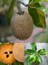 bibit buah sawo variegata