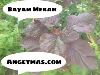 Jual Bibit tanaman Bayam Merah