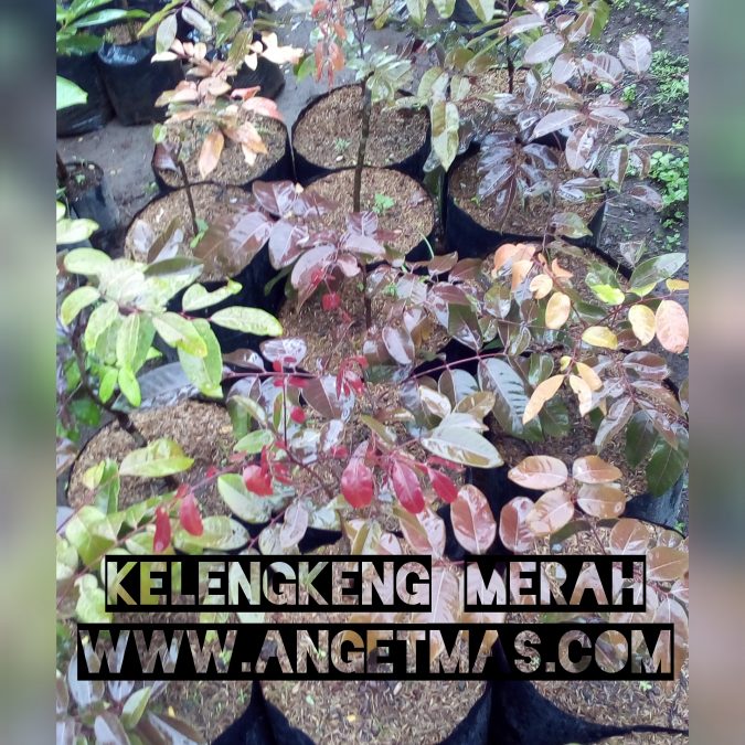 Tanaman anggur merah