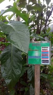 Bibit tanaman daun Afrika