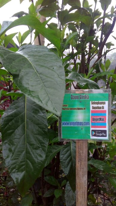 Bibit tanaman daun Afrika