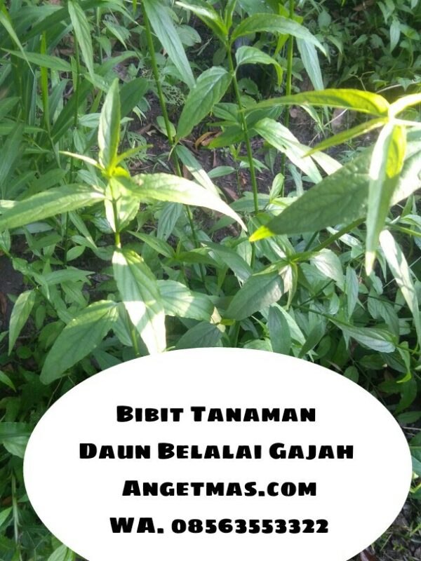 Tanaman daun belalai gajah