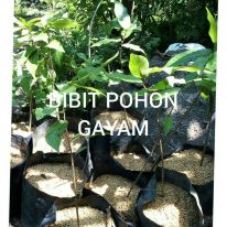 Read more about the article Bibit tanaman pohon gayam