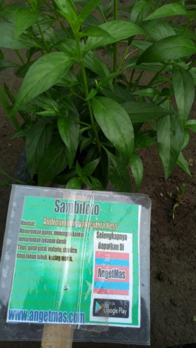 Tanaman daun sambiloto