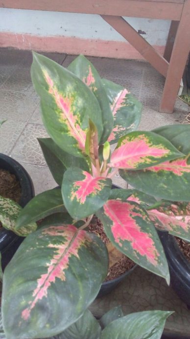 Aglonema super red cochin