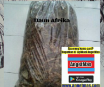 daun afrika kering