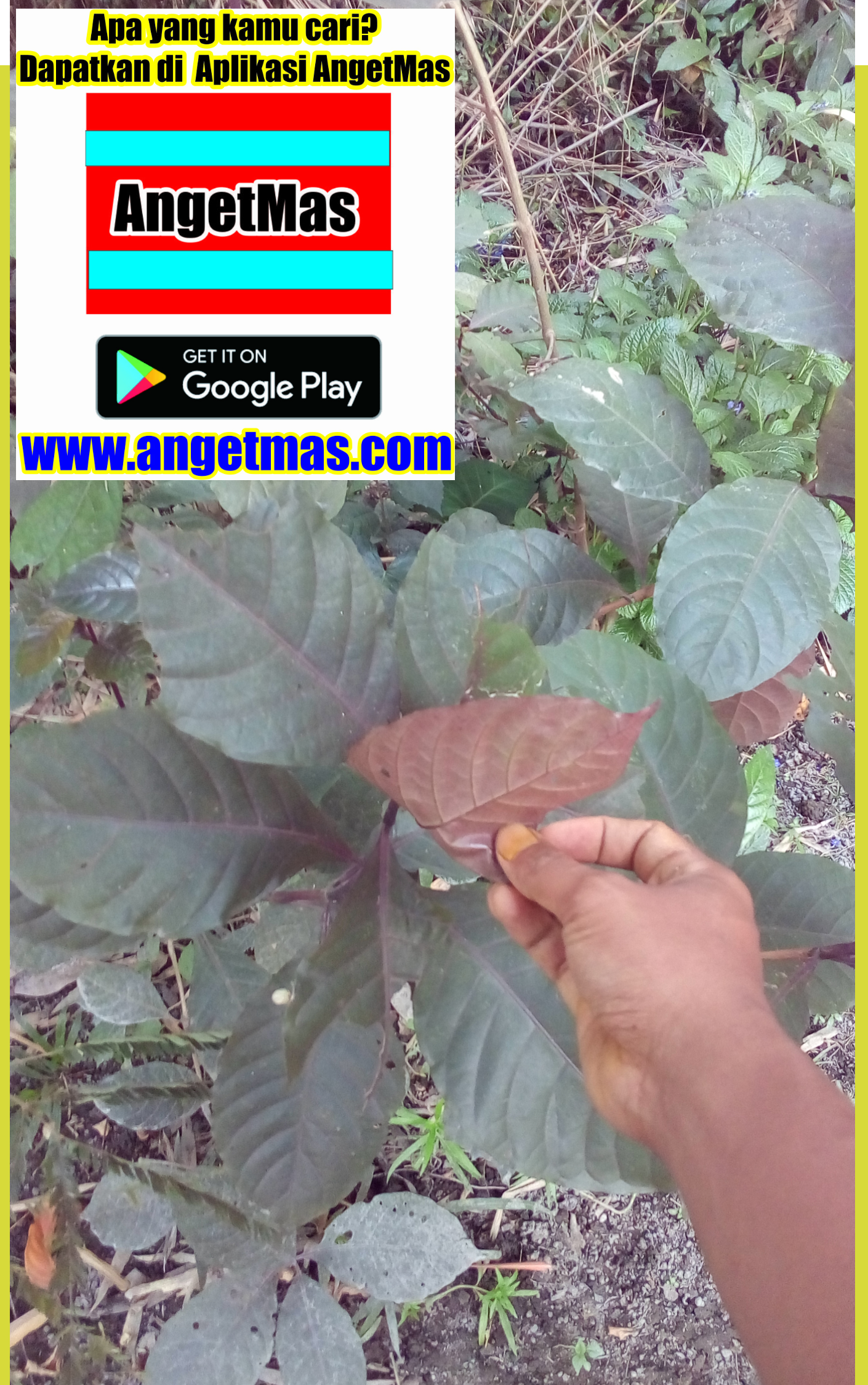 tanaman handeuleum atau daun ungu