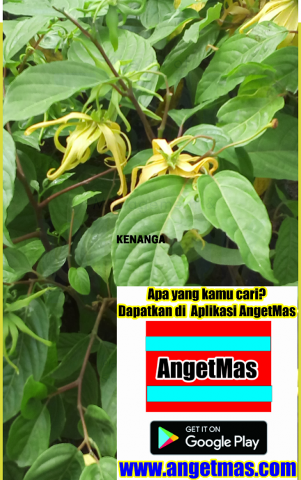 Tanaman bunga kenanga