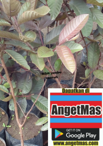 Bibit tanaman buah jambu merah