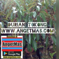 Bibit tanaman buah durian tokong