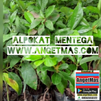 Bibit tanaman biah Alpukat Mentega