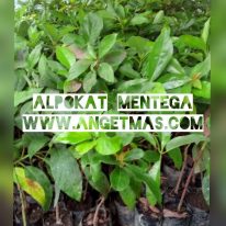Jual bibit buah Alpukat mentega, ciri ciri buah alpukat mentega