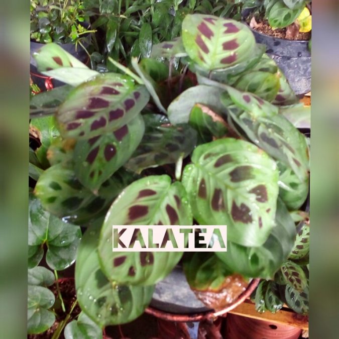 Tanaman kalatea atau calathea
