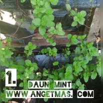 Bibit tanaman daun mint
