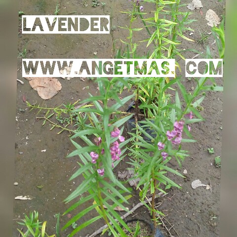 Bunga lavender