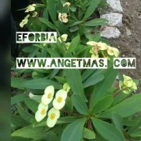 Bunga eforbia
