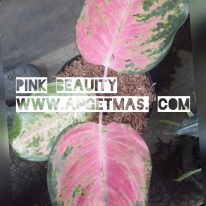Read more about the article Tanaman Aglaonema pink  beauty