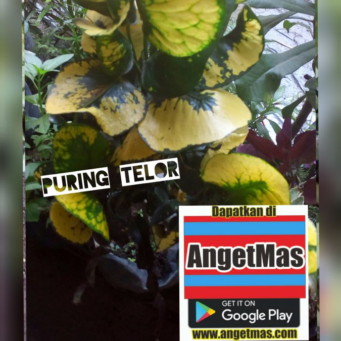 Tanaman bunga puring telor