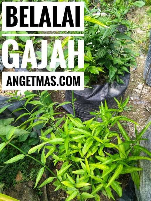Daun belalai gajah