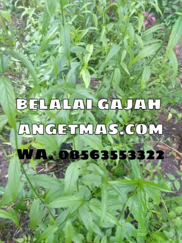 Daun Belalai Gajah segar