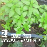 manfaat dan mint