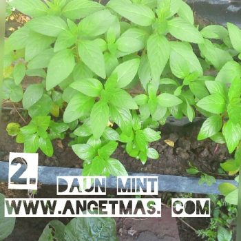 manfaat dan mint
