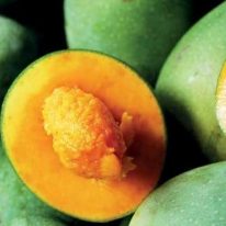 Read more about the article Tanaman Alpukat Mangga