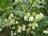 Tanaman anyang anyang