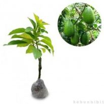 Tanaman buah alpukat tanpa biji