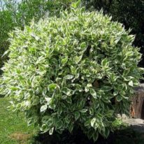 Bibit tanaman beringin putih