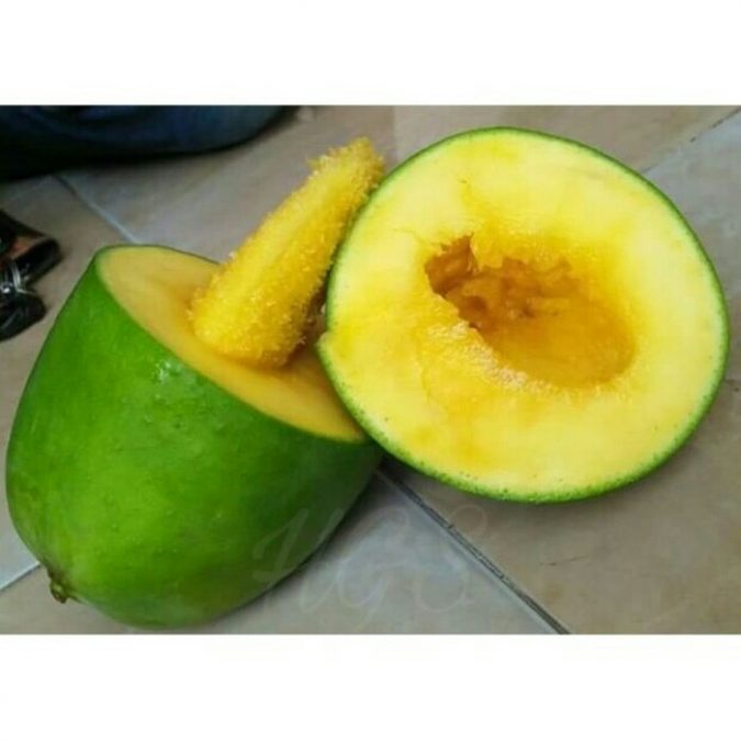 Tanaman buah mangga alpukat