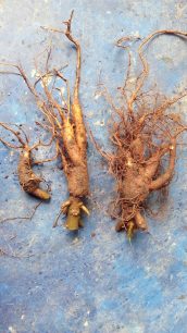 Akar ginseng jawa