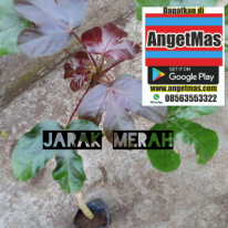 tanaman jarak merah