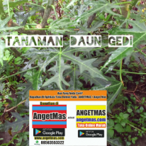 jual bibit tanaman daun gedi