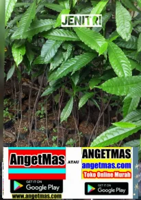 jual bibit tanaman jenitri