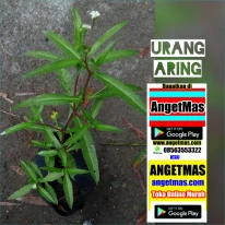 Tumbuhan urang aring