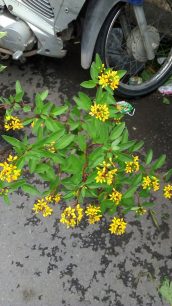 Tanaman hias srihuning