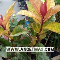 Tanaman hias melati hindia atau india