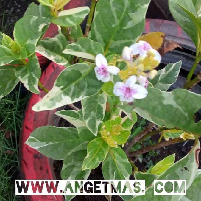 Bunga melati cina
