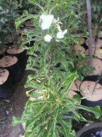 Read more about the article Tananan bunga pagoda