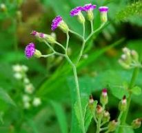 jual tanaman tempuh wiyang