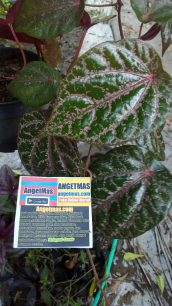 Read more about the article Daun sirih merah segar atau baru dipetik