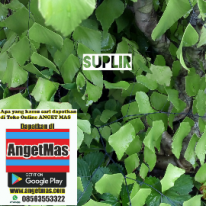 Read more about the article Tanaman suplir