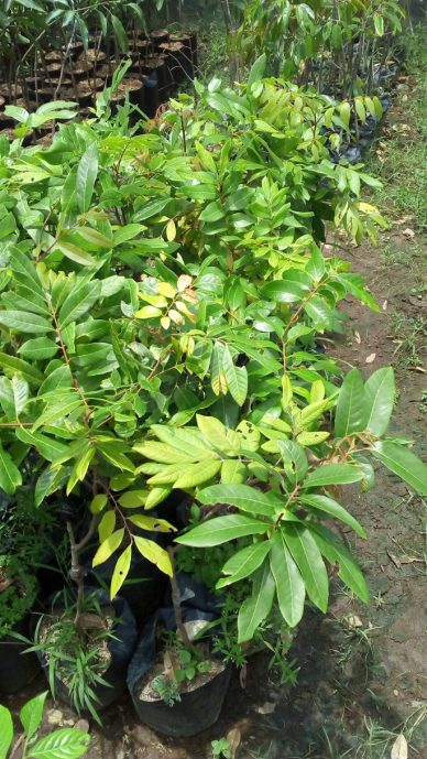 tanaman buah kelengkeng kristalin