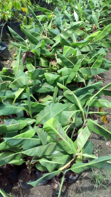 bibit buah pisang cavendis